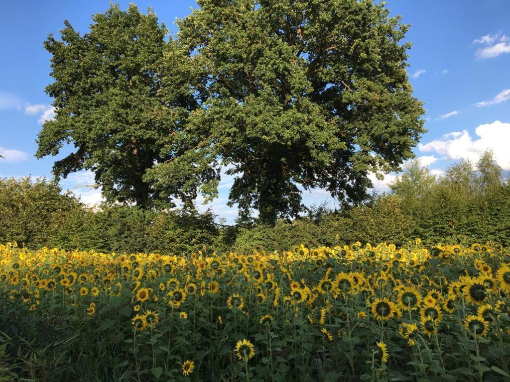 Bed & Breakfast Fuer Individualisten In Gemeinde Scharbeutz, Auch Allergiker Zewnętrze zdjęcie